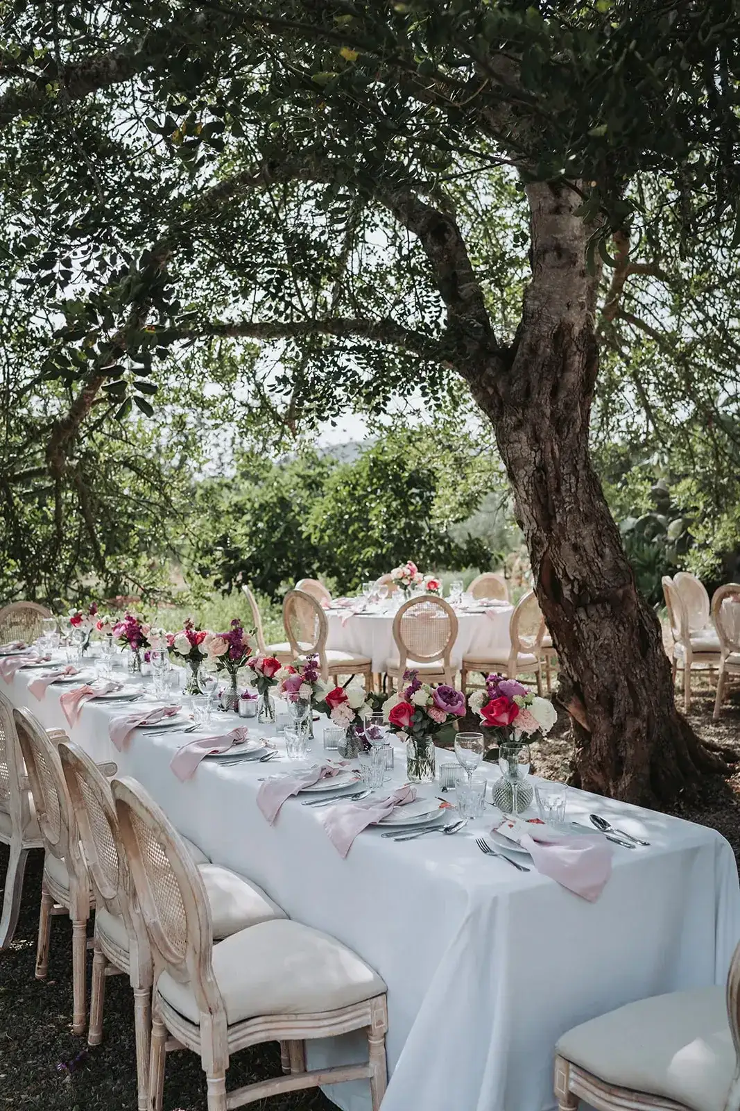 A long table under an olive tree