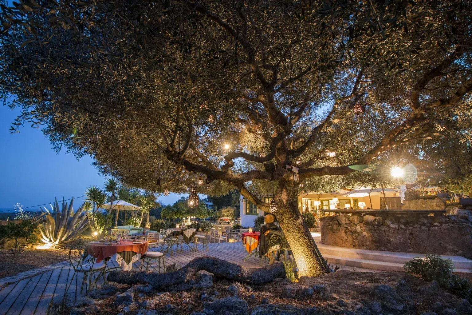 Can Domingo: Old olive tree lit up on the terrace at night
