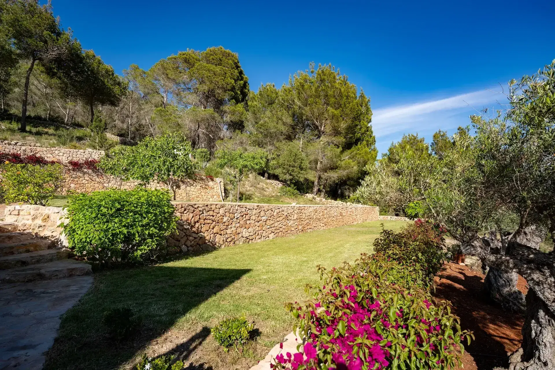 Can Frare: Terraced garden with lawn, stone walls and bougainvillea