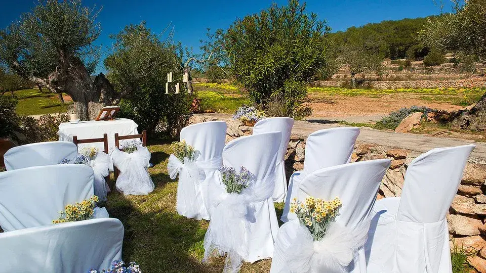 Can Lluc: White-covered ceremony chairs among olive trees