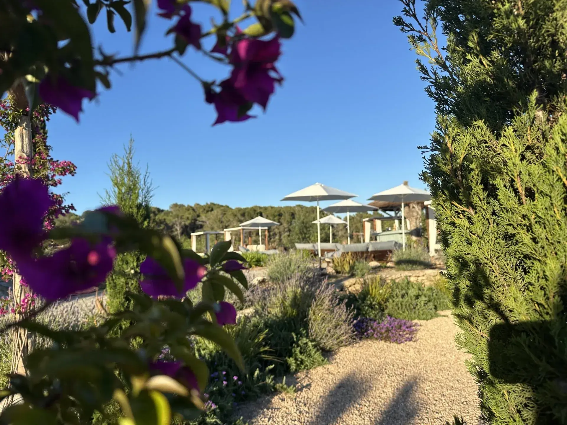 Can Skye Ibiza: Pool area seen through bougainvillea and garden planting
