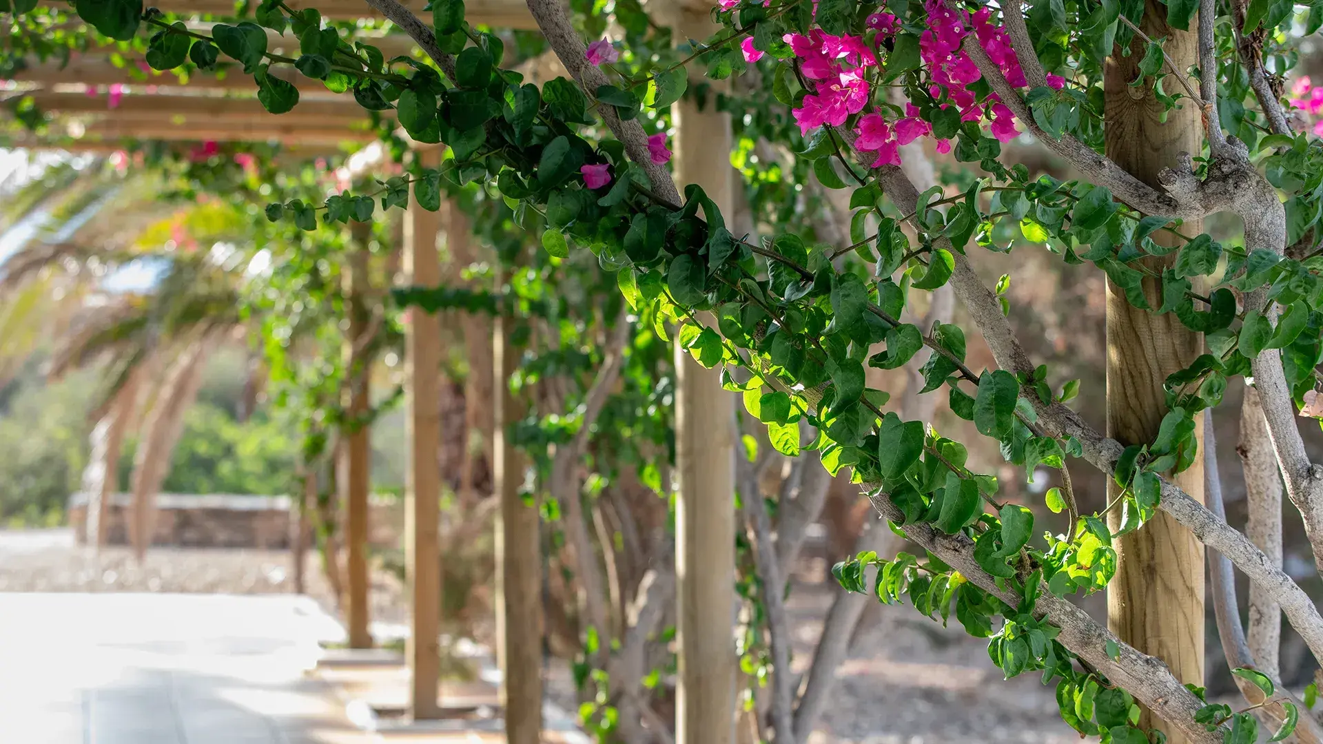 Cantoniblay: Bougainvillea pergola walkway in the garden