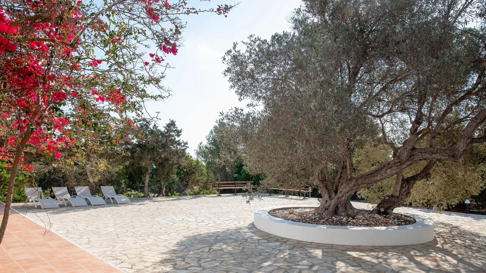 Cantoniblay: Olive tree courtyard with sun loungers