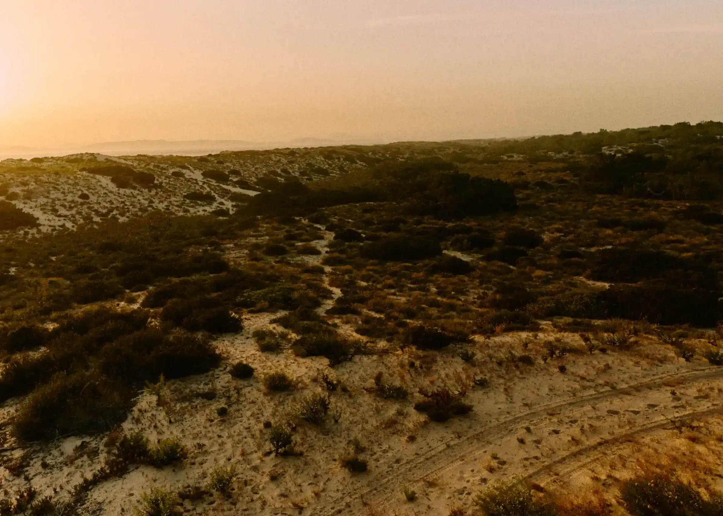Experimental Beach: Dunes near the beach at sunset