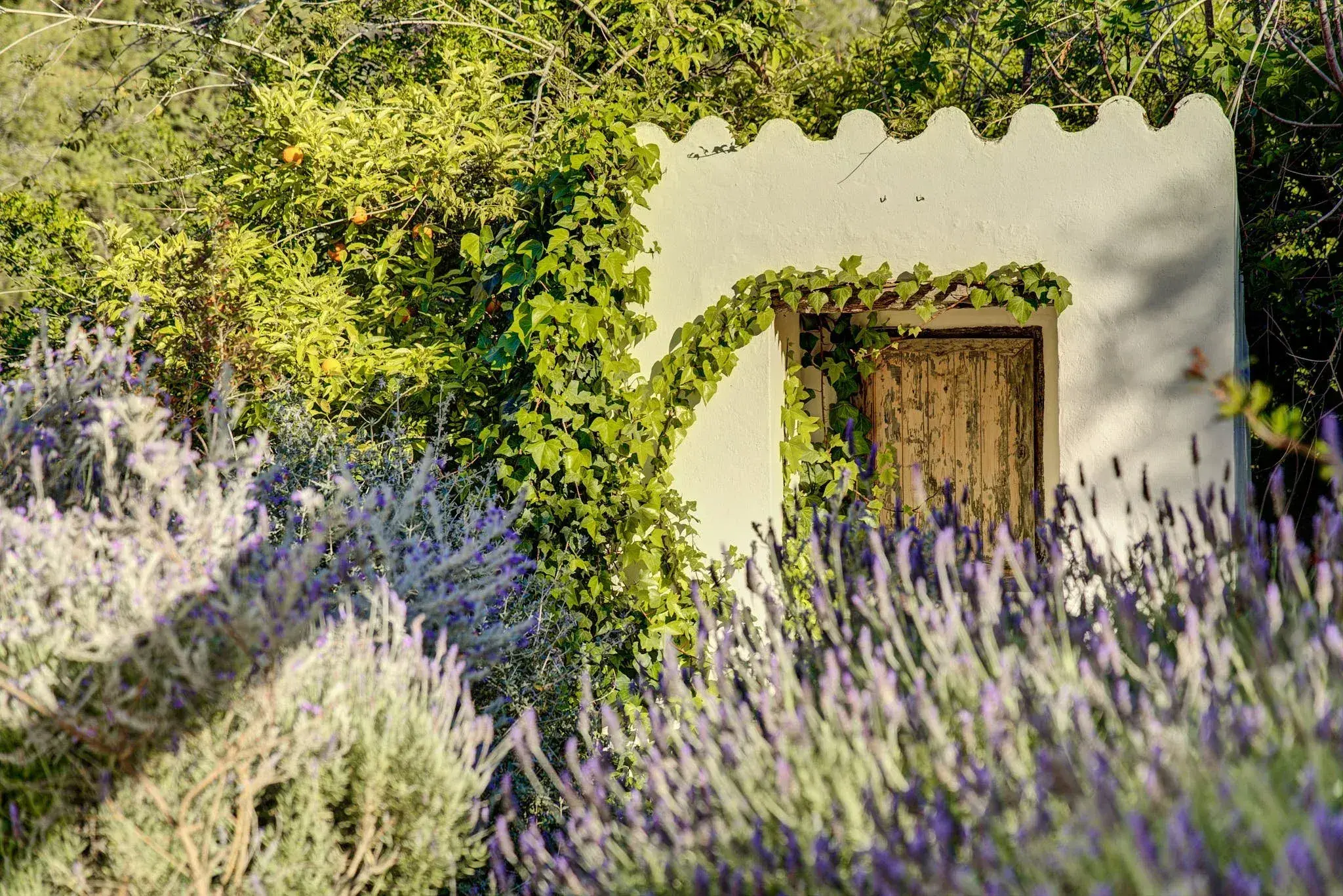 Fincadelica San Lorenzo: Whitewashed garden wall with lavender and climbing vines