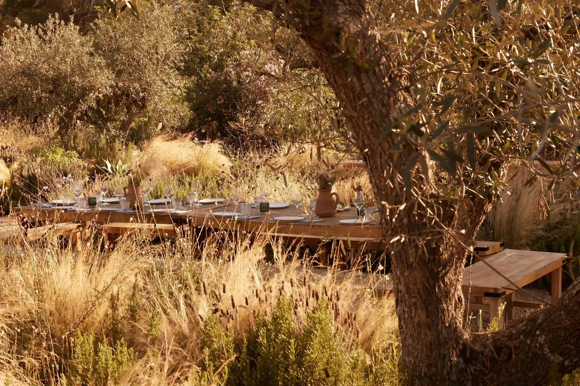 Juntos House: Long table among olive trees and dry grasses