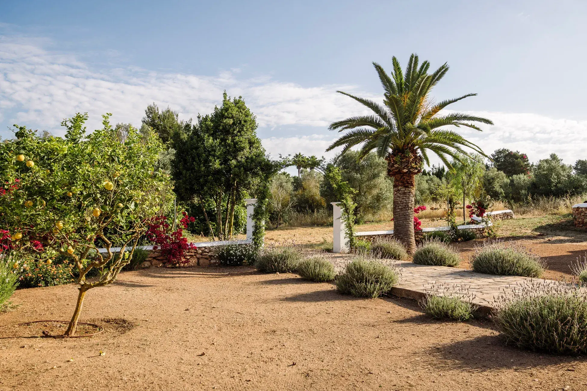 Las Cicadas: Dry garden with lemon tree, palm and lavender