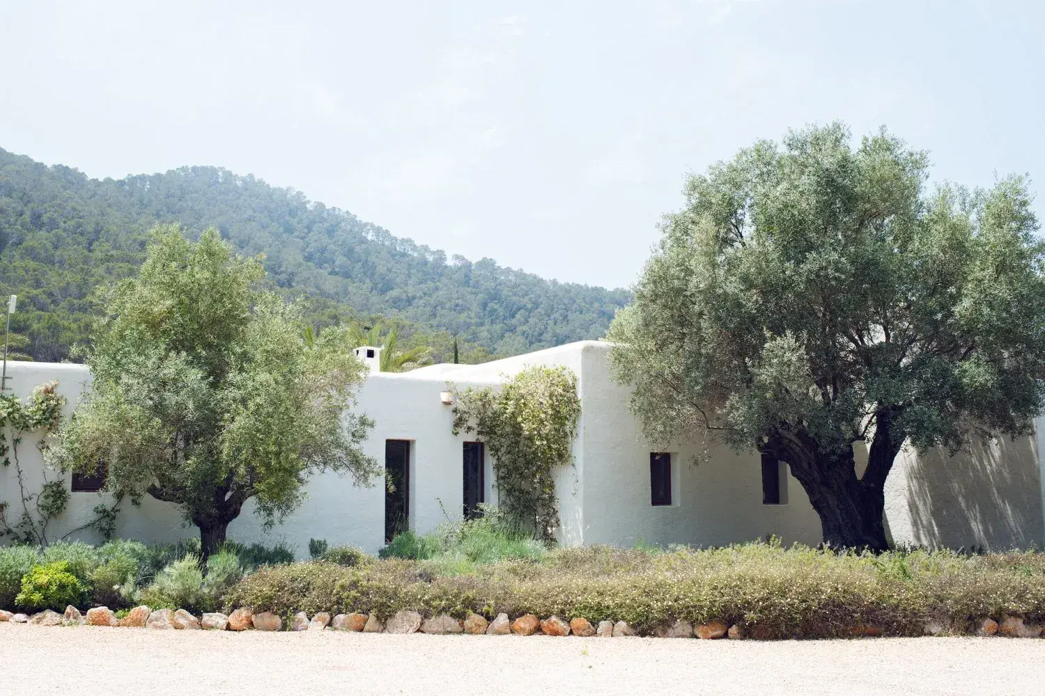 Villa Santy: Whitewashed farmhouse with old olive trees below wooded hills